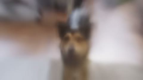 Beat 5: Dog approaches