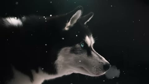 Beat 4: Husky