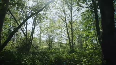 Beat 1: Forest