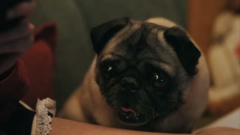 Beat 11: Draw the pug