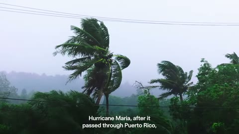 Beat 5: Hurricane Maria