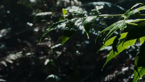 Beat 3: Into the leaves