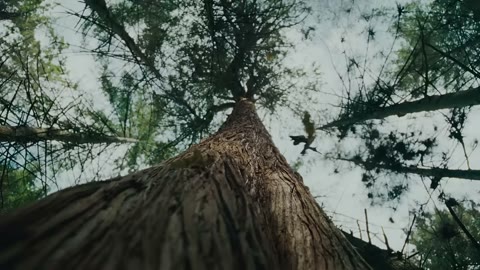 Beat 7: Look up
