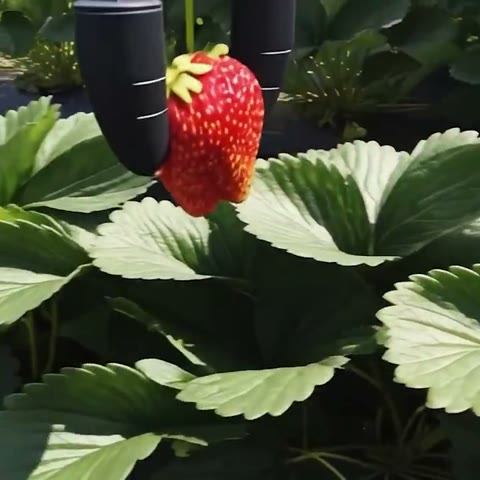 Beat 22: Strawberry