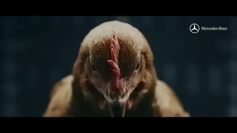 Beat 6: Chicken approaches