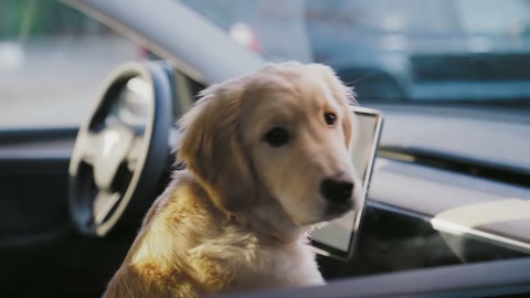 Beat 6: Puppy profile