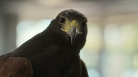 Beat 10: Hawk