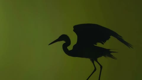 Beat 6: Heron silhouette