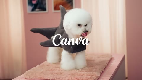 Beat 1: Shark dog