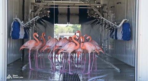 Beat 9: Flamingo wash