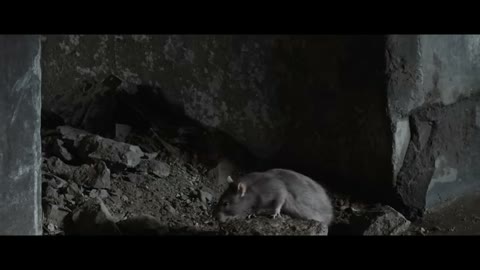 Beat 14: Rat