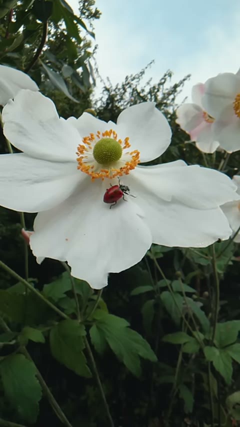 Beat 6: Ladybug