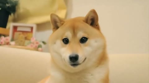 Beat 14: Shiba