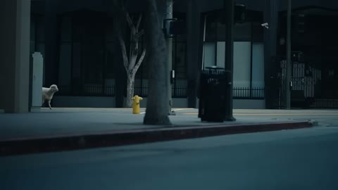 Beat 1: Lone sheep