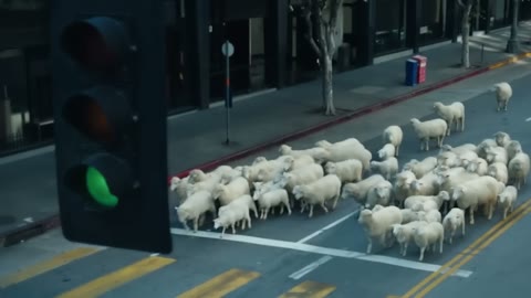 Beat 7: Sheep at pump