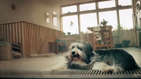 Beat 5: Dog at home