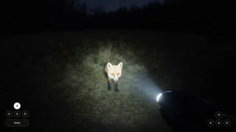 Beat 23: Flashlight fox