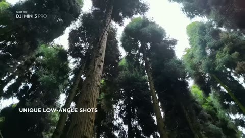 Beat 8: Forest and low-angle
