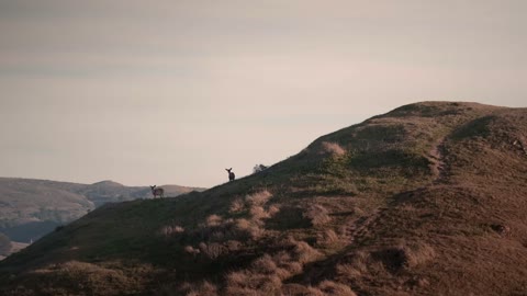 Beat 4: Hillside deer