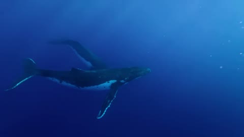 Beat 3: Whales