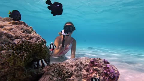 Beat 16: Manta and reef