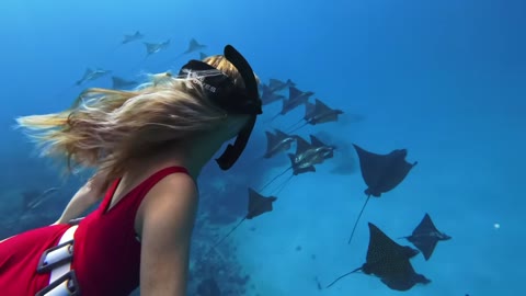 Beat 17: Eagle rays