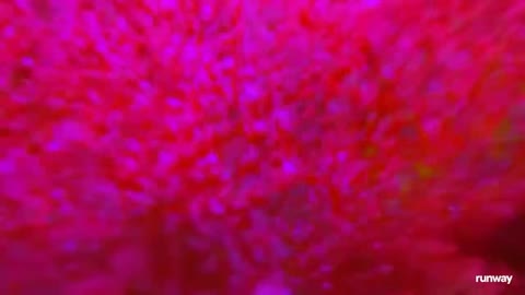 Beat 6: Surface and coral