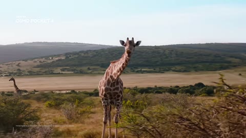 Beat 13: Giraffe