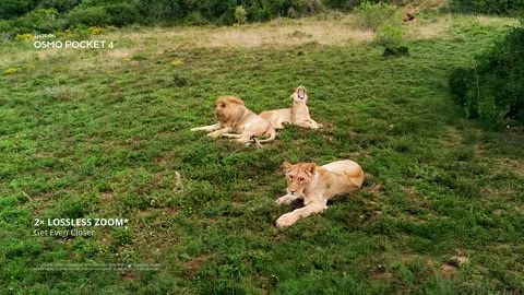 Beat 15: Lions at 2×