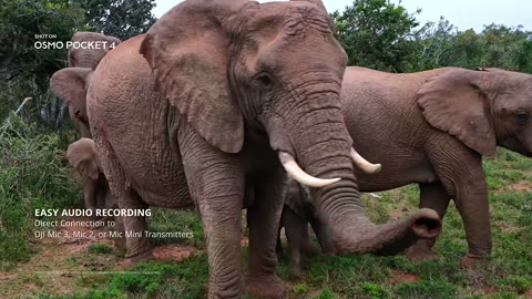 Beat 18: Elephants