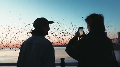 Beat 4: Sunset birds