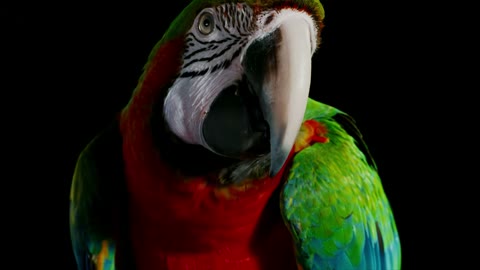 Beat 2: Macaw profile
