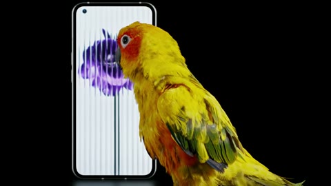 Beat 3: Sun conure at screen