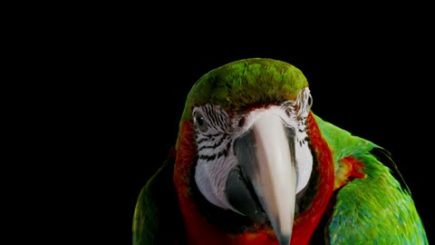 Beat 5: Macaw head-on