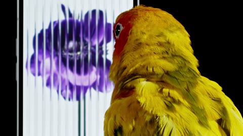 Beat 6: Yellow bird at screen