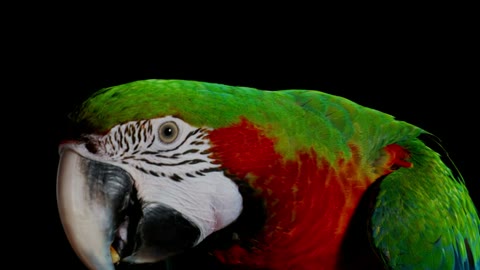 Beat 7: Macaw flash