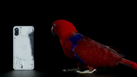 Beat 8: Red parrot at the back
