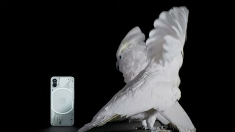 Beat 9: Cockatoo