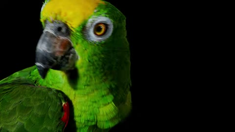 Beat 10: Cockatoo crest