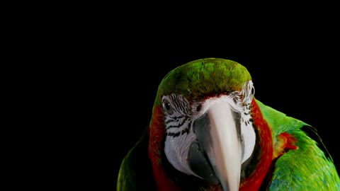 Beat 11: Green parrot and macaw
