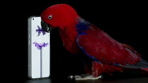 Beat 12: Macaw hold