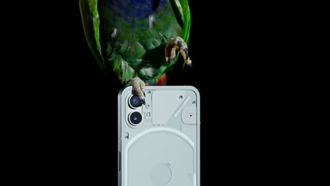Beat 13: Red parrot at screen