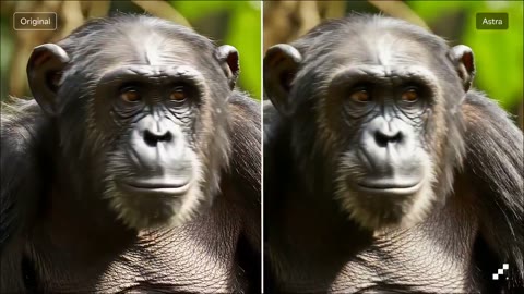 Beat 8: Chimp
