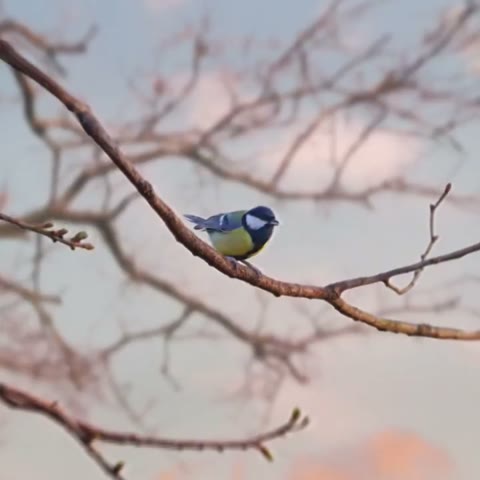 Beat 1: Bird on branch