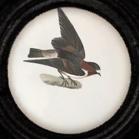 Beat 3: Illustrated tit
