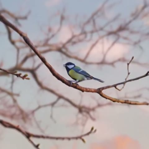Beat 17: Bird returns