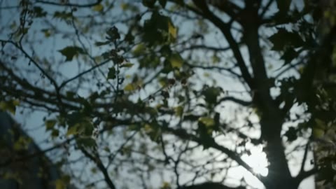 Beat 30: Sun through branches