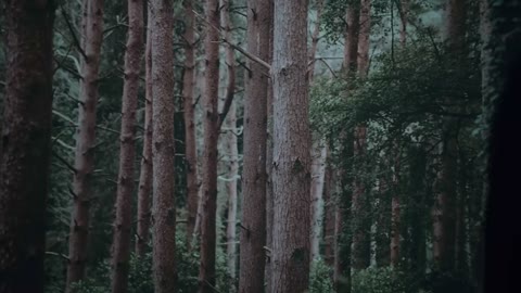 Beat 2: Forest