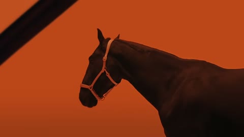 Beat 1: Horse