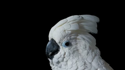 Beat 1: Cockatoo profile